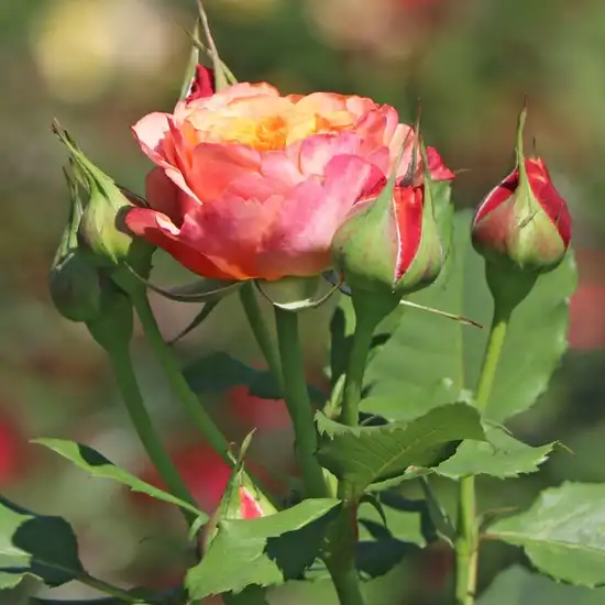 Rosa La Villa Cotta ® - galben - roz - trandafir pentru straturi Grandiflora - Floribunda